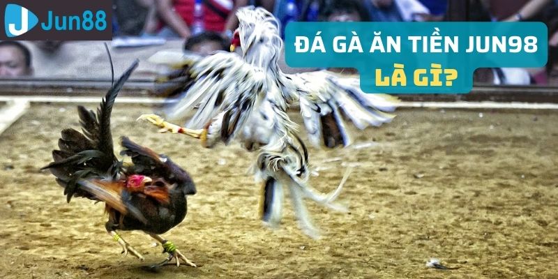 Đá gà ăn tiền Jun98 online đang ngày được nhiều người tham gia