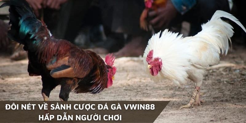 Sảnh cược đá gà Vwin88 vô cùng hấp dẫn người chơi
