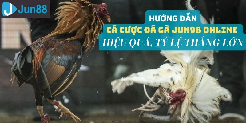 Hướng dẫn cá cược đá gà Jun98 giúp người chơi gia tăng tỷ lệ chiến thắng