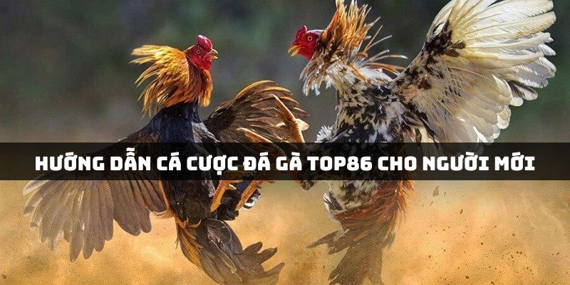 Hướng dẫn cách tham gia cá cược đá gà Top86 chi tiết nhất