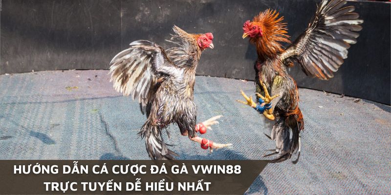 Mỗi trận đấu đá gà Vwin88 kéo dài tối đa 15 -20 phút