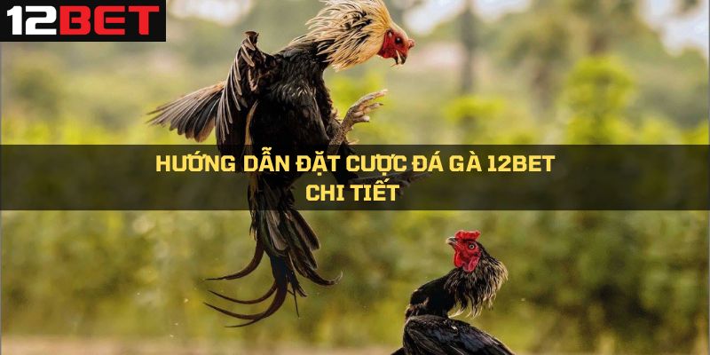 Hướng dẫn đặt cược đá gà 12Bet chi tiết