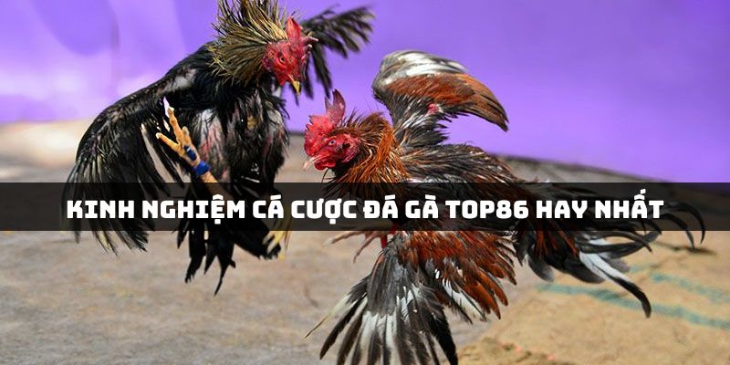 Kinh nghiệm chọi gà luôn thắng tại Top86 mà kê thủ truyền lại