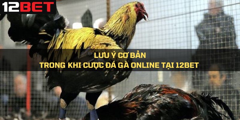 Lưu ý cơ bản trong khi cược đá gà online tại 12Bet