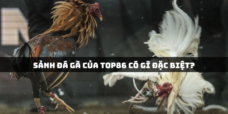 Tổng quan về sảnh cá cược đá gà Top86 có gì thú vị