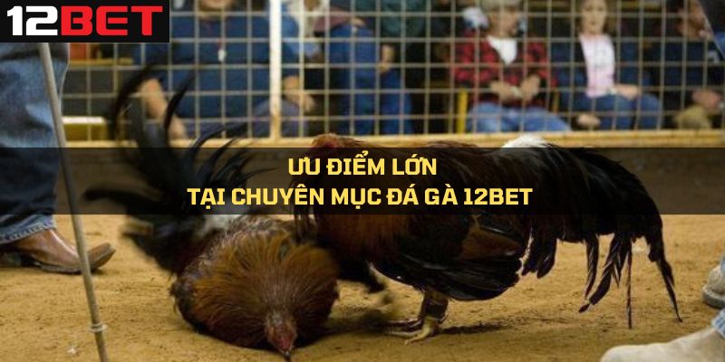 Ưu điểm lớn tại chuyên mục đá gà 12Bet