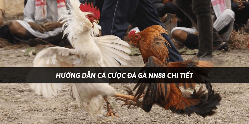 Hướng dẫn cách đăng ký cá cược đá gà chi tiết