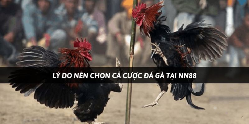 Những lý do uy tín tại sân chơi uy tín Nn88
